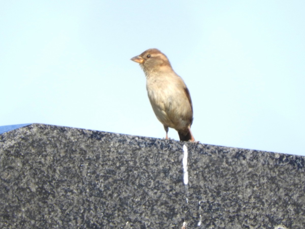 House Sparrow - Miroslav Mareš