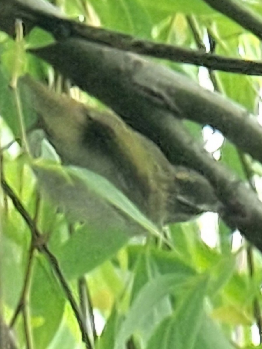 Arctic/Kamchatka Leaf Warbler - Evelyn Huang