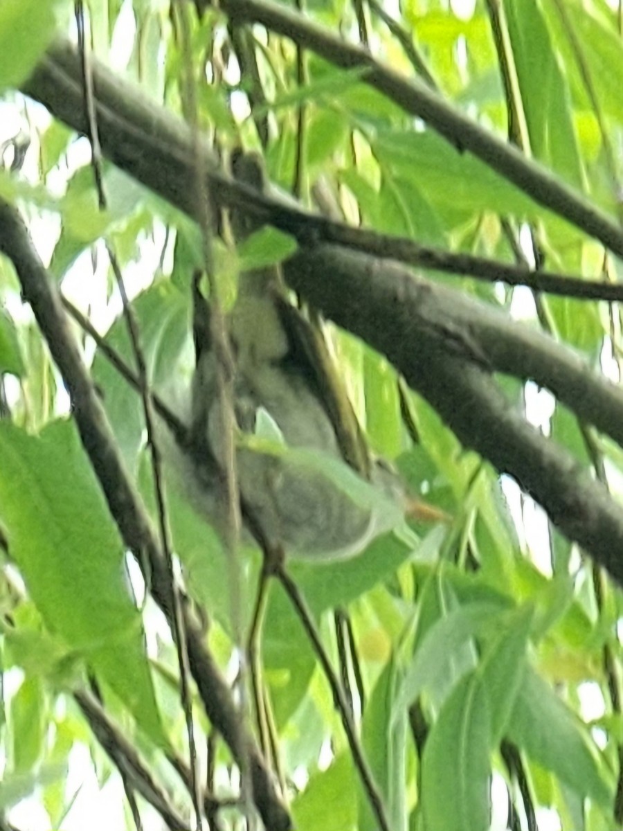 Arctic/Kamchatka Leaf Warbler - ML618015010