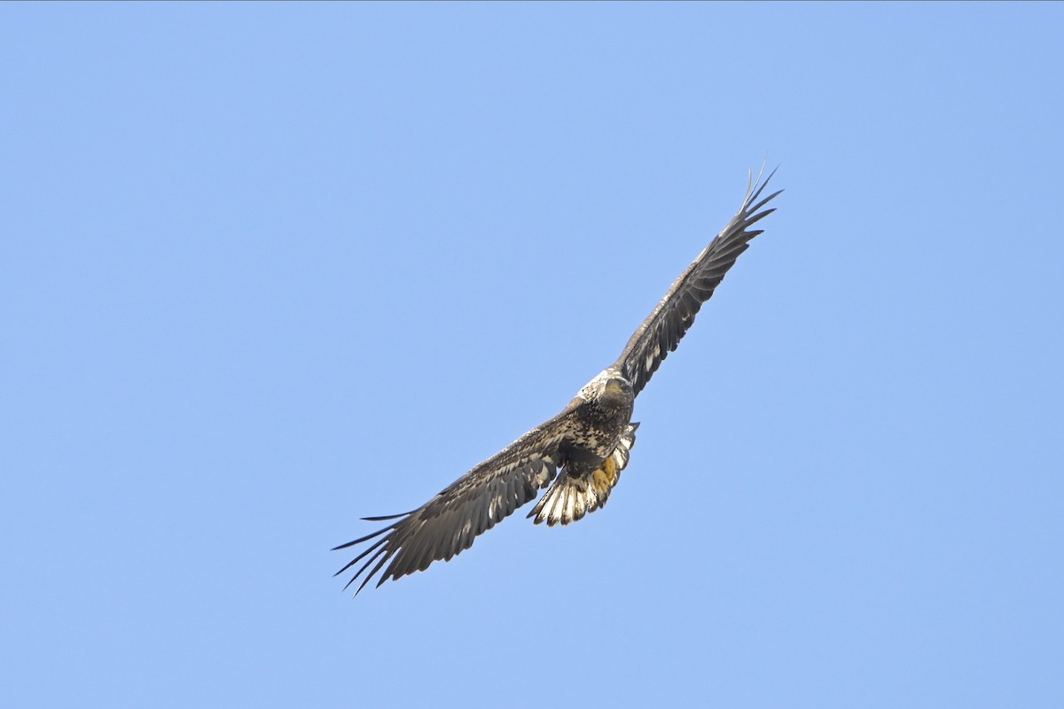 Bald Eagle - ML618015029