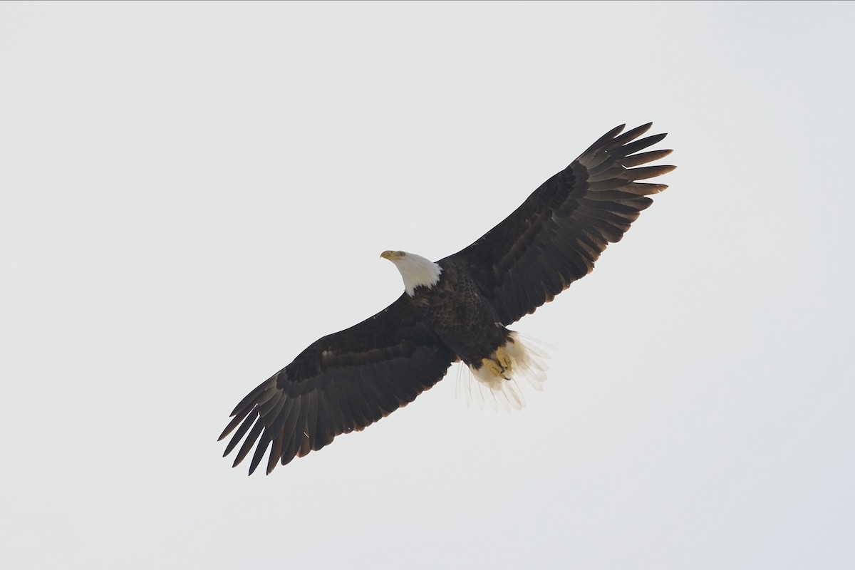 Bald Eagle - ML618015032