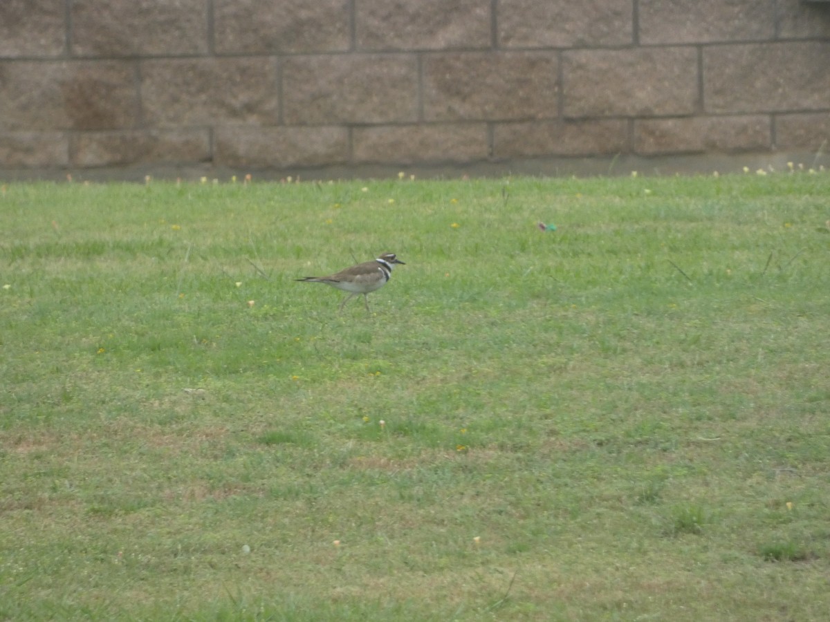 Killdeer - ML618015053