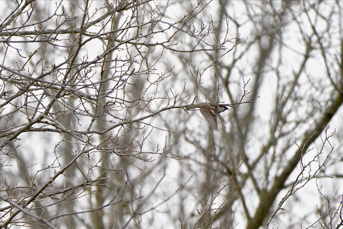 House Sparrow - Josiah Santiago