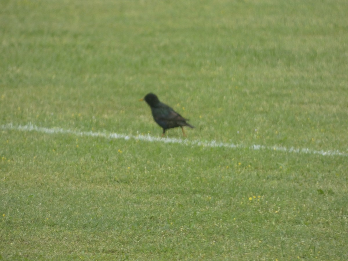 European Starling - ML618015071