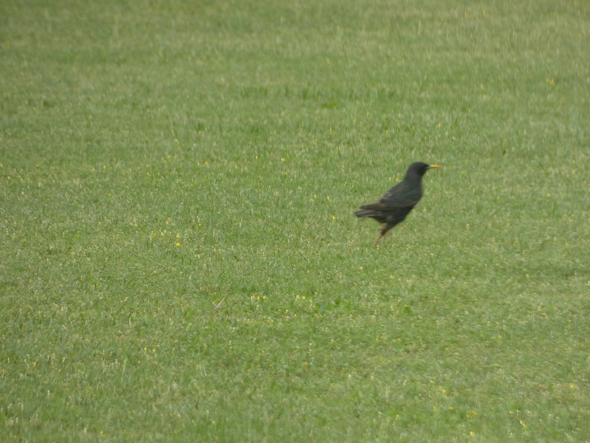 European Starling - ML618015072