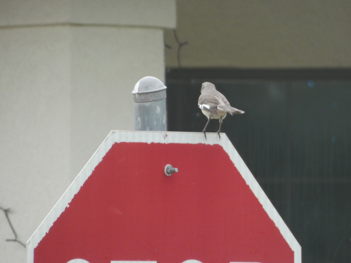 Northern Mockingbird - ML618015078