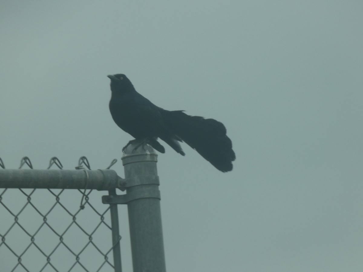 Great-tailed Grackle (Great-tailed) - Bruce Neville