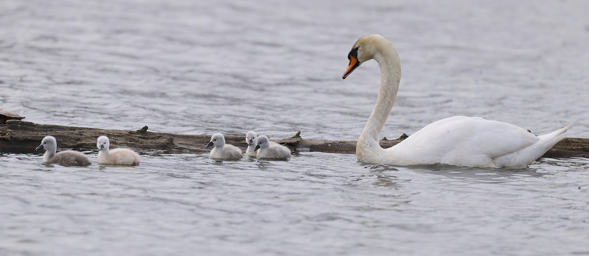 Mute Swan - ML618015121