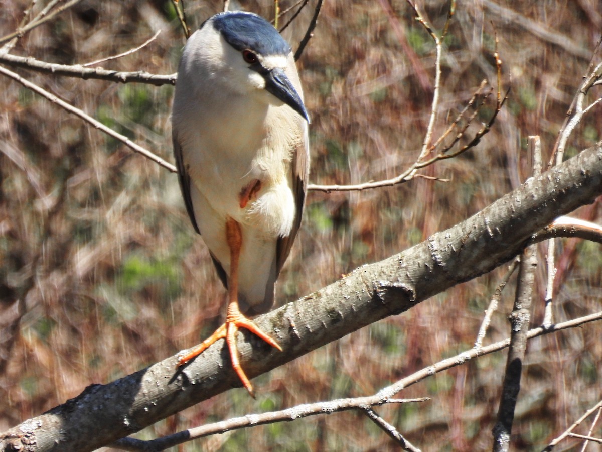 Black-crowned Night Heron - ML618015124