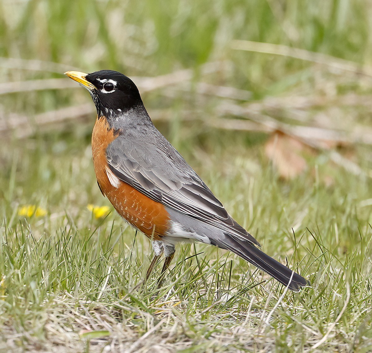 American Robin - ML618015130