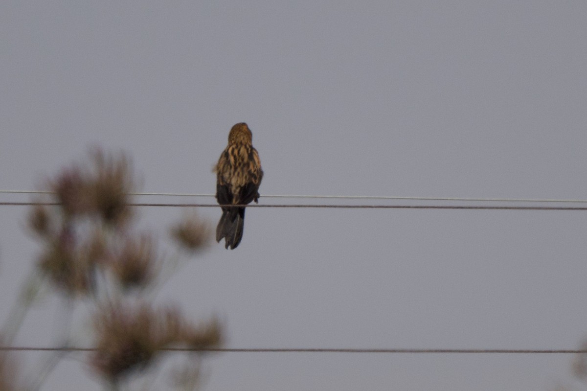 Fan-tailed Widowbird - ML618015137