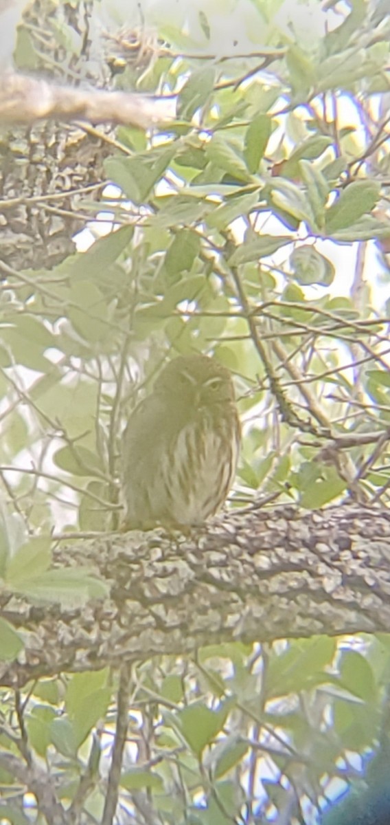 Ferruginous Pygmy-Owl - ML618015138