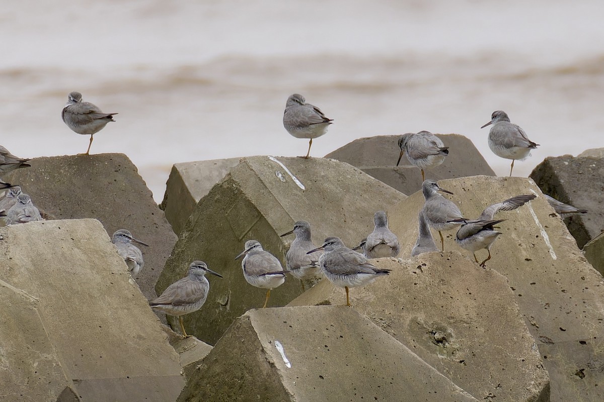 Gray-tailed Tattler - ML618015168