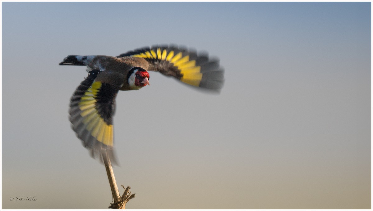 European Goldfinch - Jivko Nakev