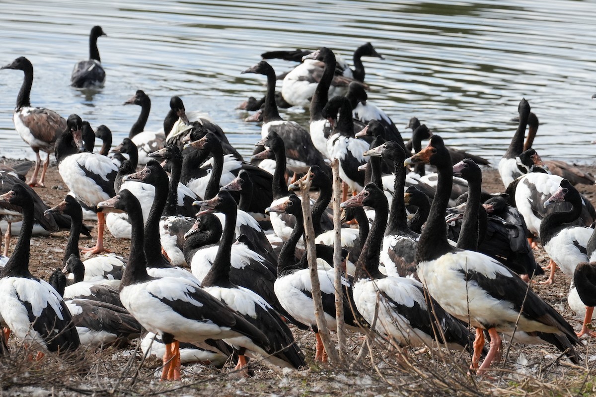 Magpie Goose - ML618015206