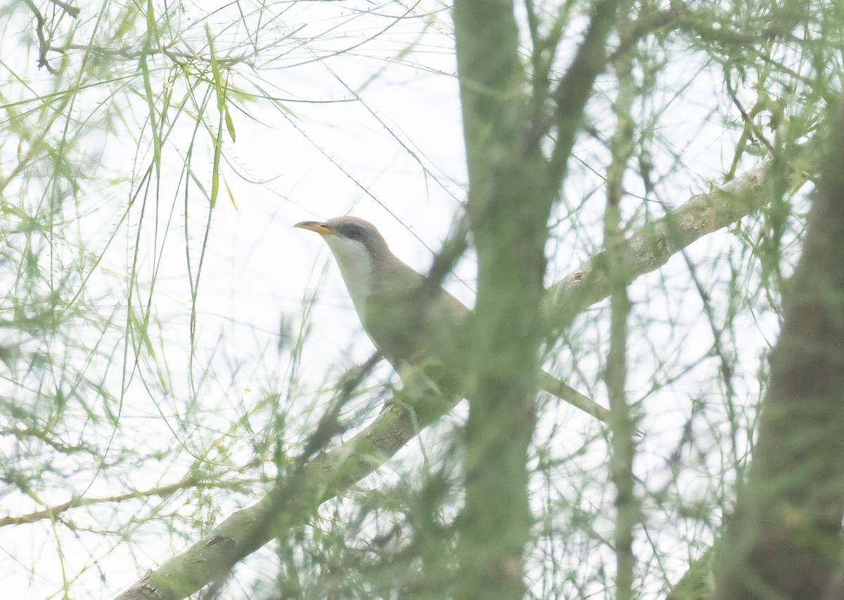 Yellow-billed Cuckoo - Liam Huber