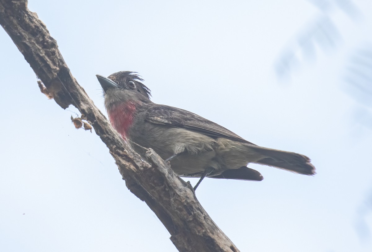 Rose-throated Becard - ML618015231