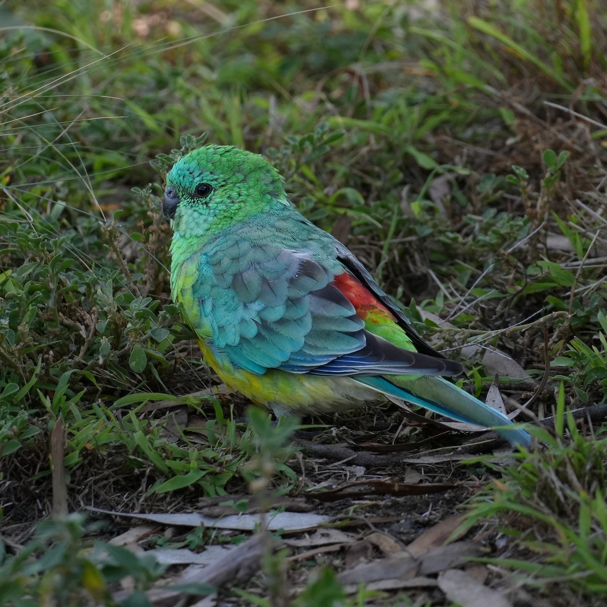 Red-rumped Parrot - Y N