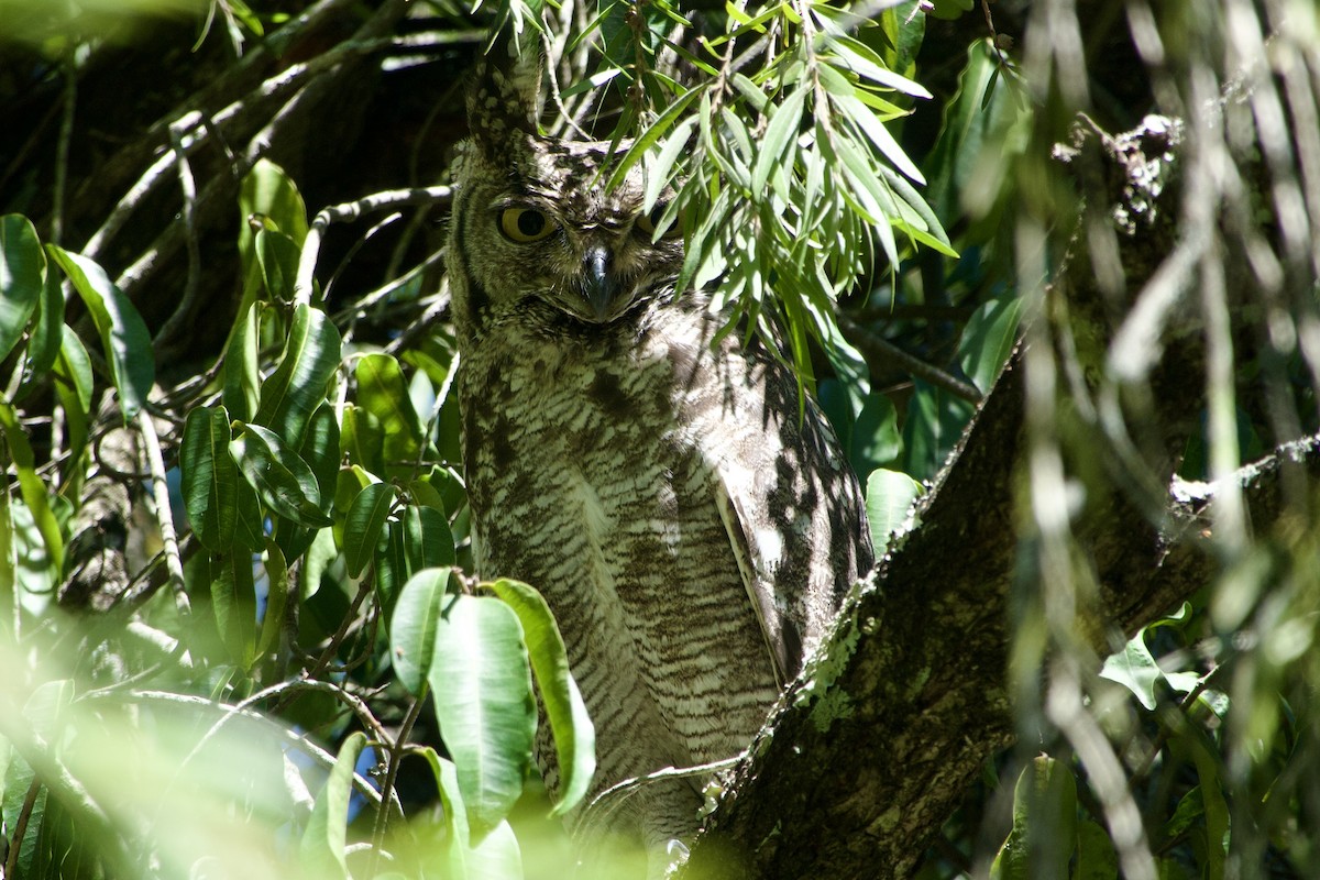 Spotted Eagle-Owl - GARY DOUGLAS