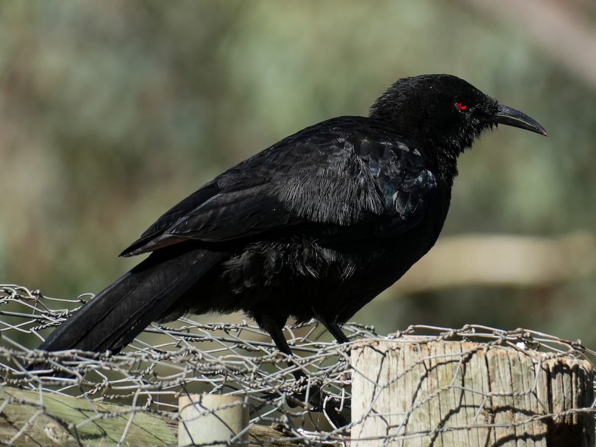 White-winged Chough - Y N