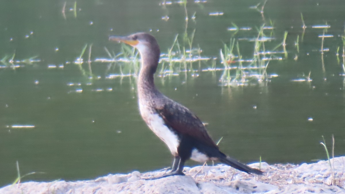 Great Cormorant - ML618015284