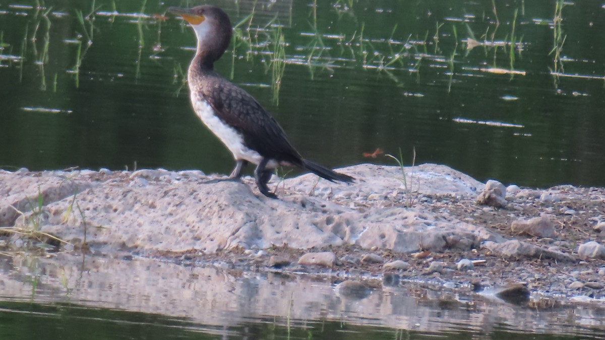 Great Cormorant - ML618015285