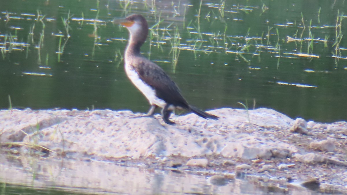 Great Cormorant - ML618015286