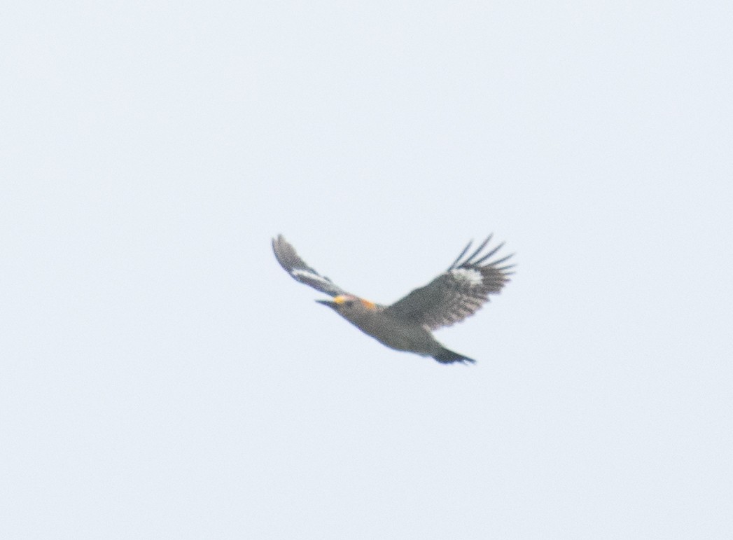 Golden-fronted Woodpecker - ML618015305