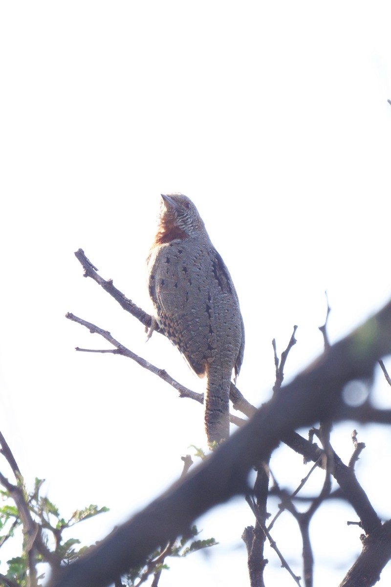 Rufous-necked Wryneck - Steve Bell