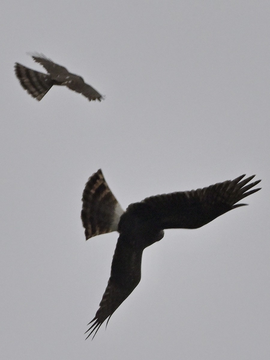 Northern Harrier - ML618015392