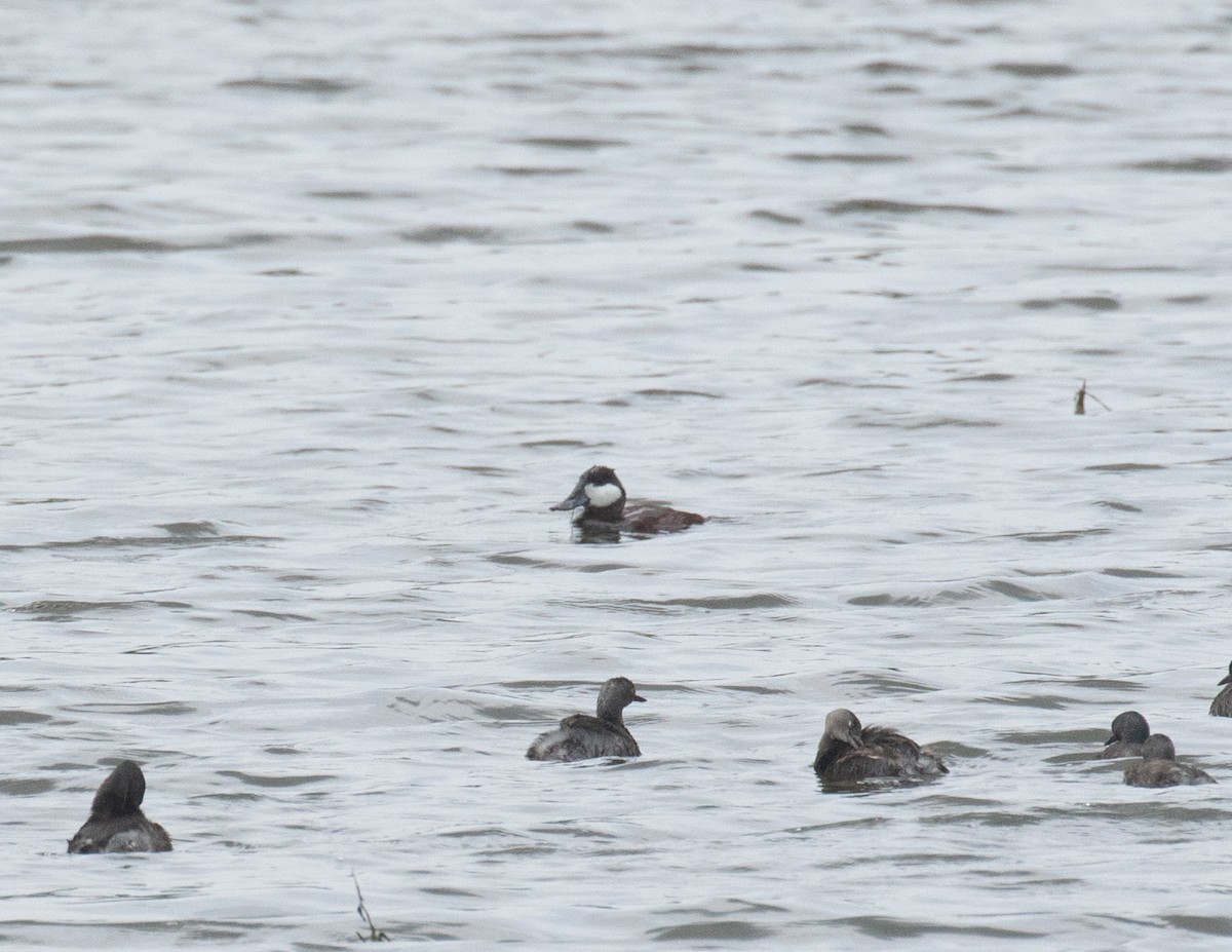 Ruddy Duck - ML618015401