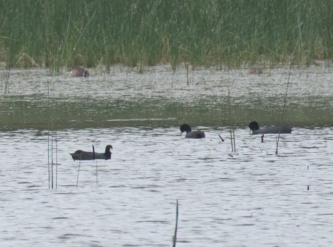 American Coot - Liam Huber