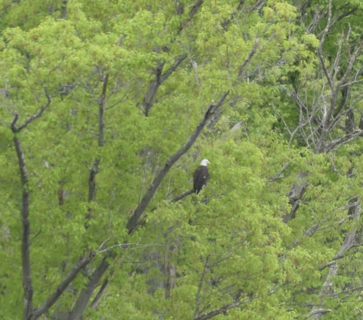 Bald Eagle - Harriet Bell