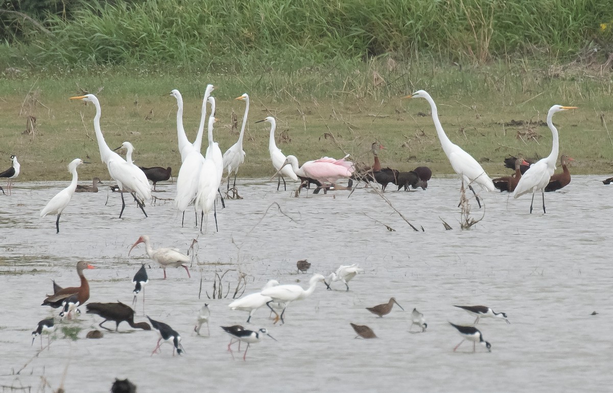 Roseate Spoonbill - ML618015431