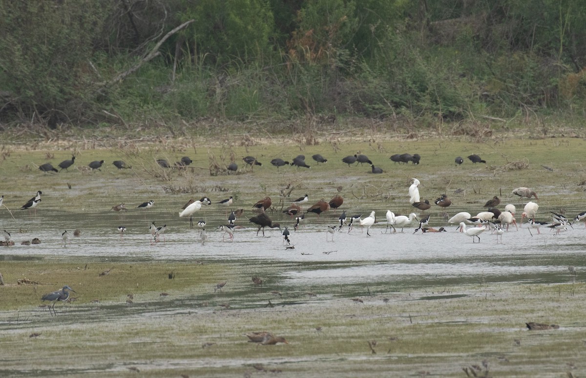 Snowy Egret - ML618015432