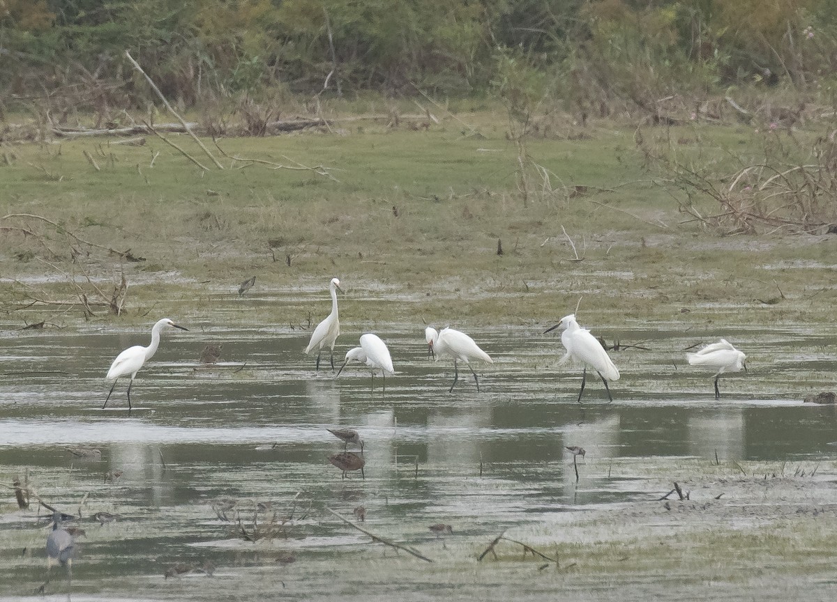 Snowy Egret - ML618015442