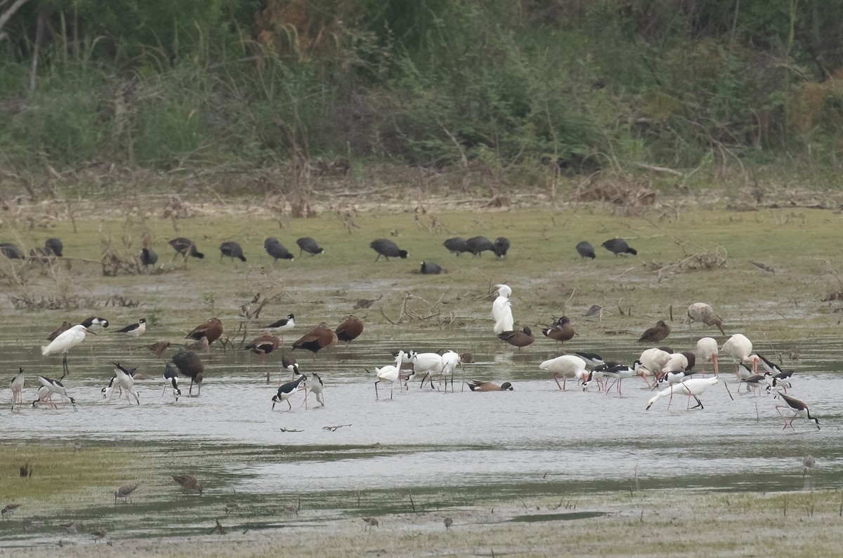 Snowy Egret - ML618015443