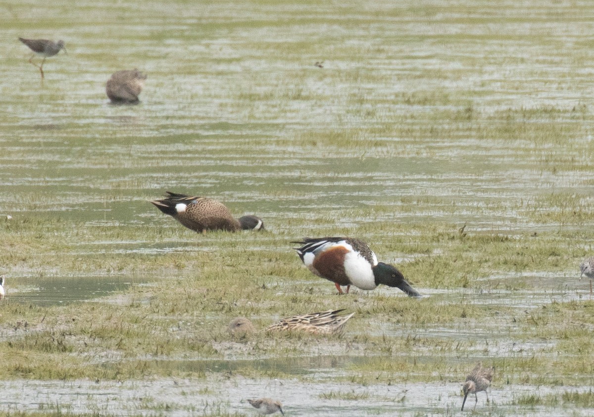 Northern Shoveler - ML618015457