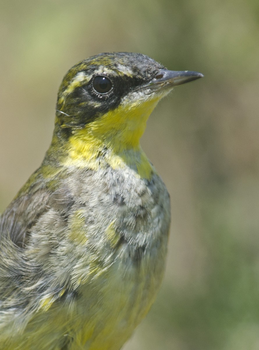 Western/Eastern Yellow Wagtail - ML618015467