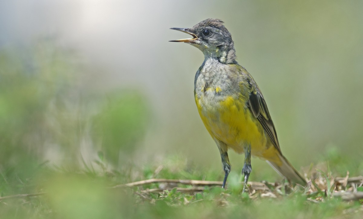 Western/Eastern Yellow Wagtail - ML618015470