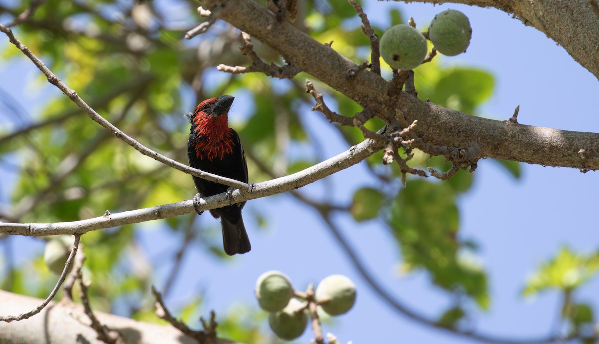 Purpurmasken-Bartvogel - ML618015496