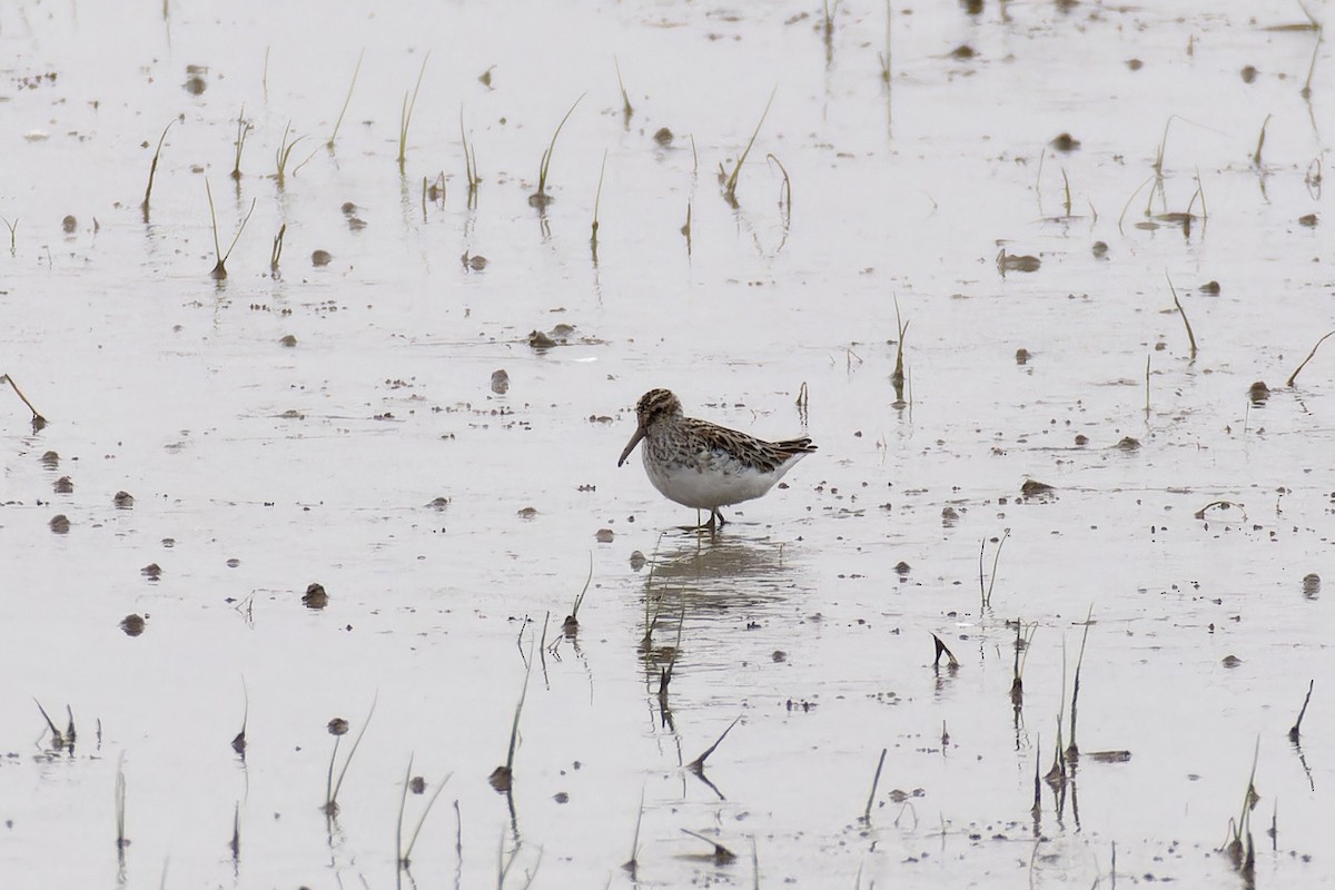 Broad-billed Sandpiper - Linus Chen