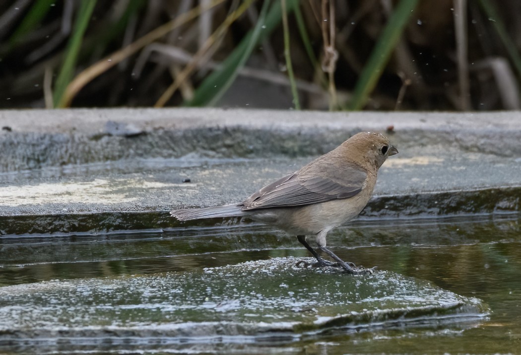 Varied Bunting - Marianne Taylor