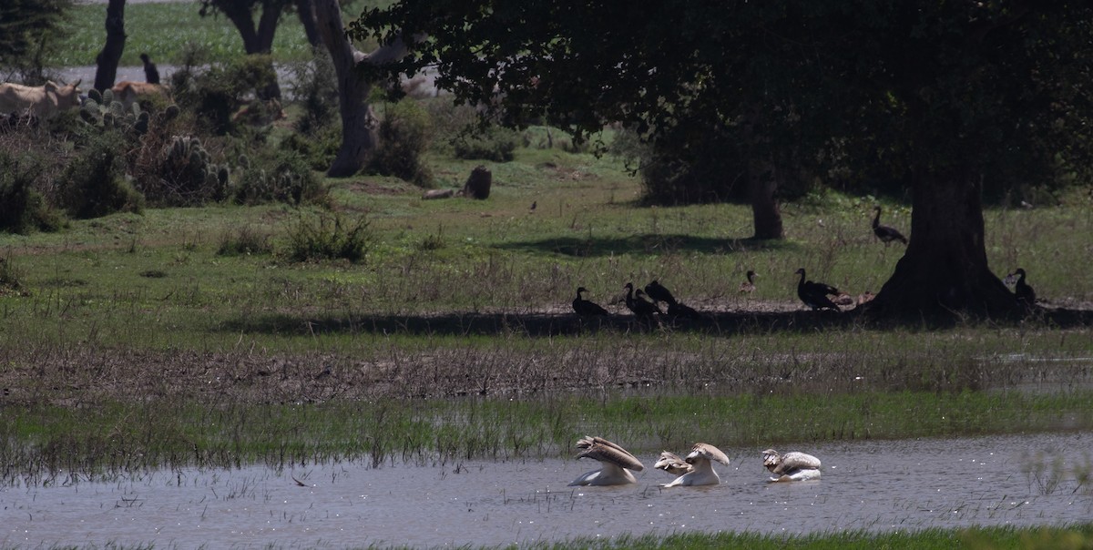 Great White Pelican - ML618015562