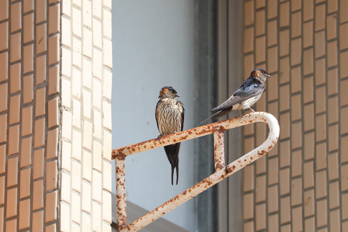 Striated Swallow - ML618015572