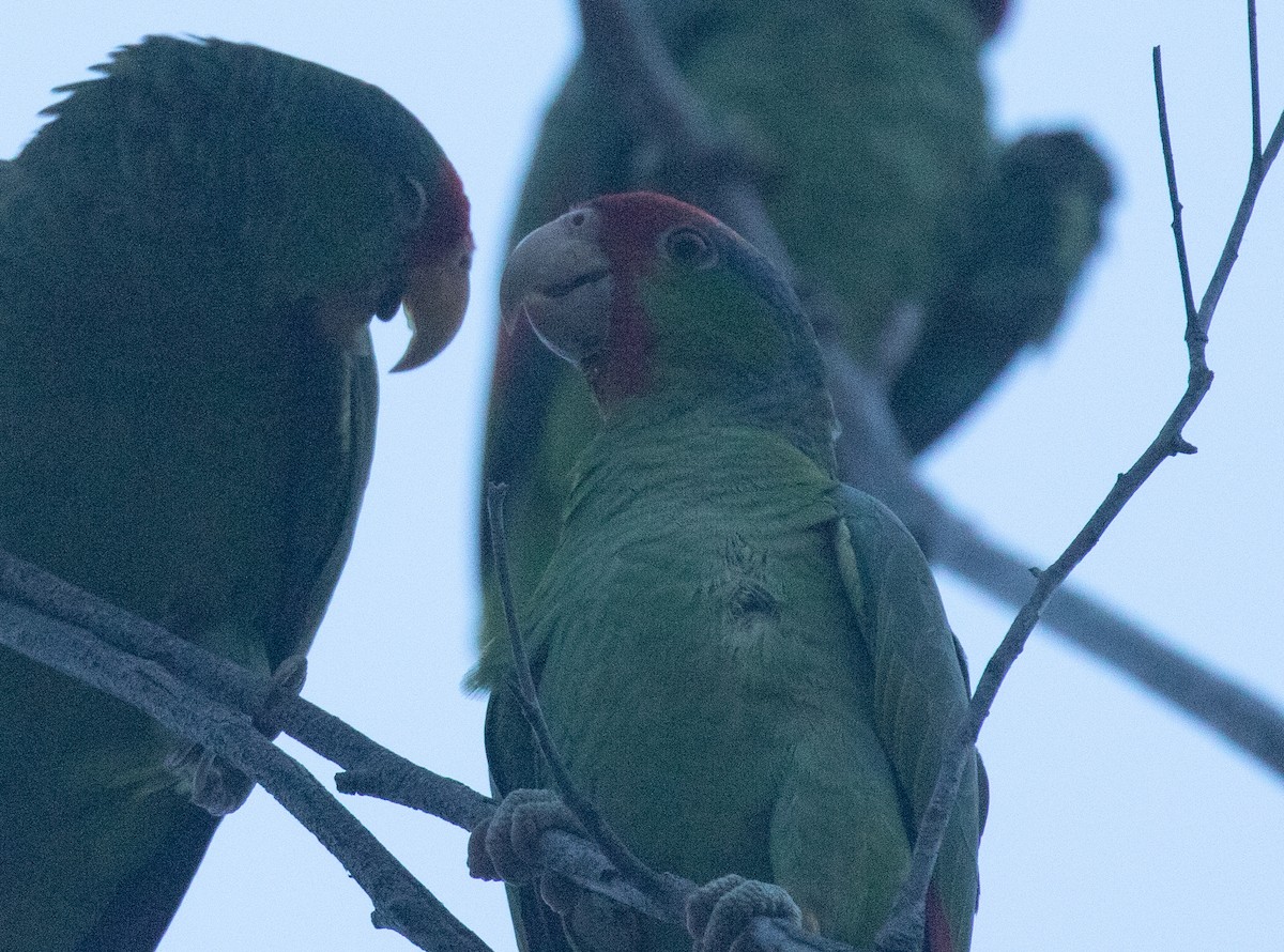 Red-crowned x Red-lored Parrot (hybrid) - ML618015574