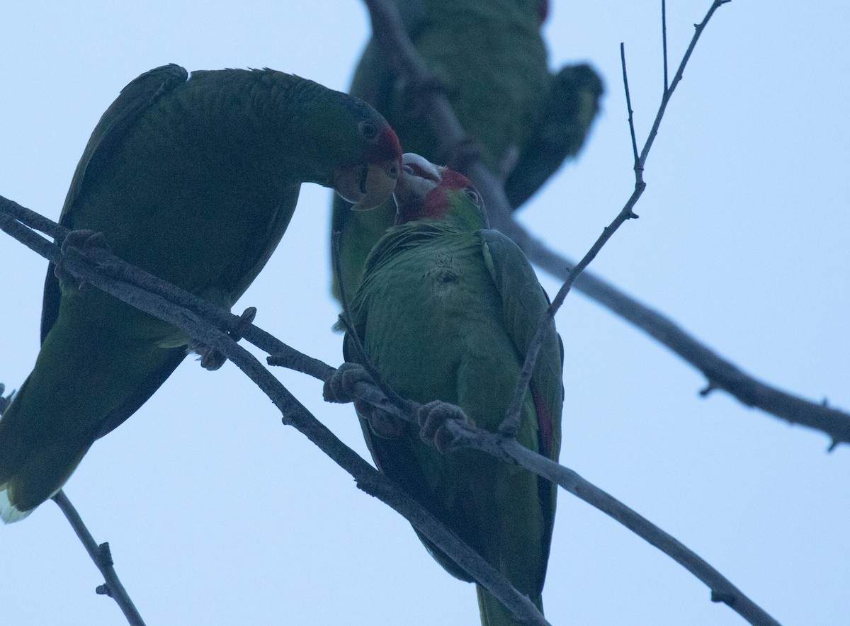 Red-crowned x Red-lored Parrot (hybrid) - Liam Huber