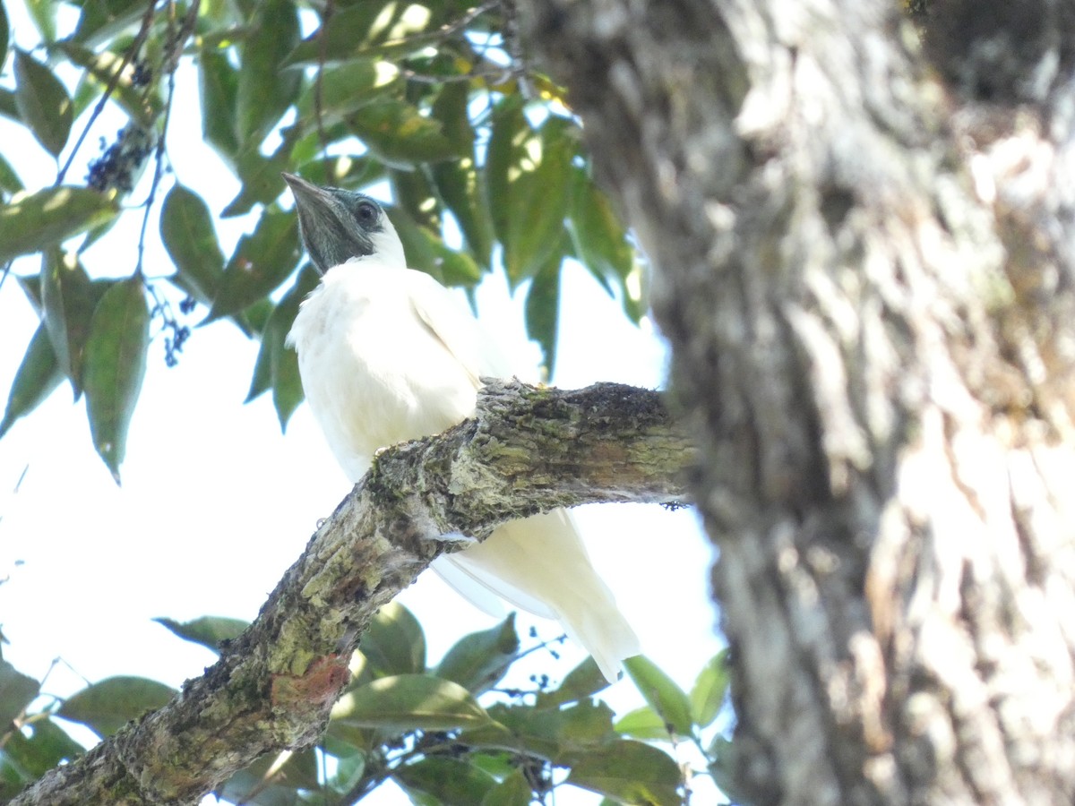 Bare-throated Bellbird - ML618015606