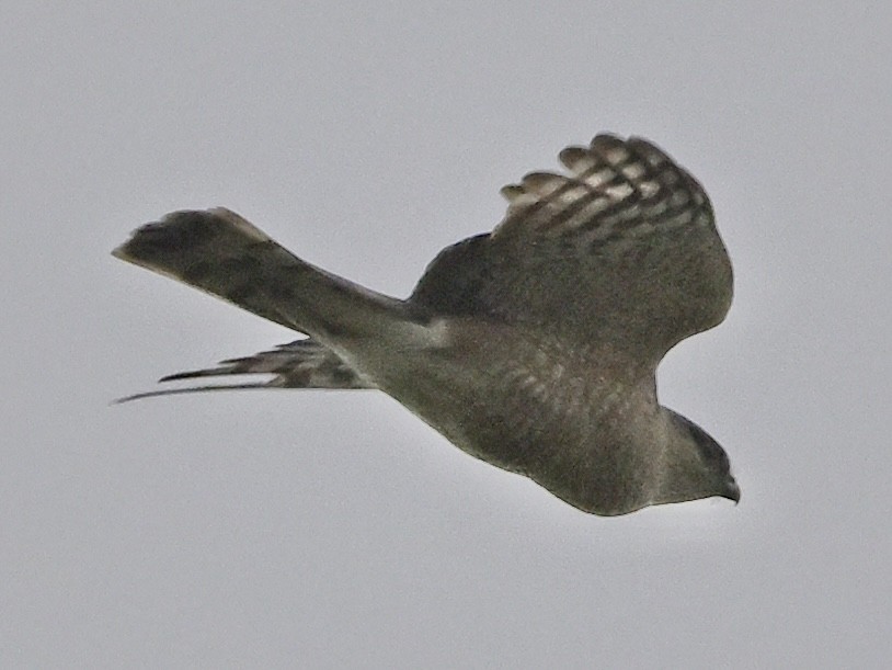 Sharp-shinned Hawk - Paul Kosnik