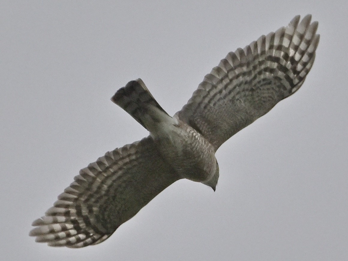 Sharp-shinned Hawk - ML618015661